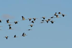 Birds in the Himalayas