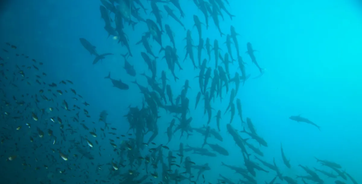 Greenprint feature image Aquaculture