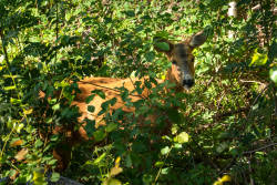 Overpopulations threaten forest regeneration