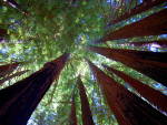 Coast redwoods