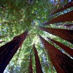 Coast redwoods
