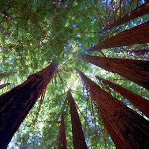 Coast redwoods