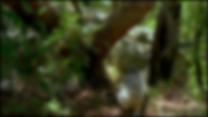 Koalas