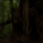 Natural Quiet of the Hoh Rainforest