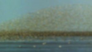 Red Knots and Horseshoe Crabs