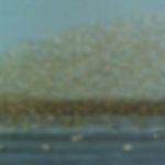 Red Knots and Horseshoe Crabs