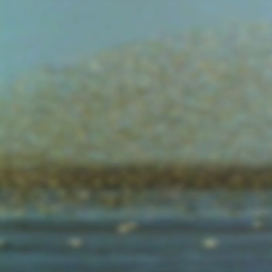 Red Knots and Horseshoe Crabs