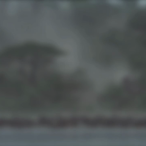 Animal Migrations In The Air, On Land, and in the Sea