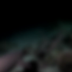Sharks