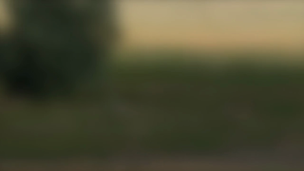 The Abundance Of Pronghorn