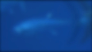 The Atlantic Bluefin Tuna