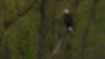 The Bald Eagle