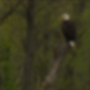 The Bald Eagle