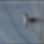 The Common Loon