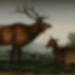 The Eastern Elk