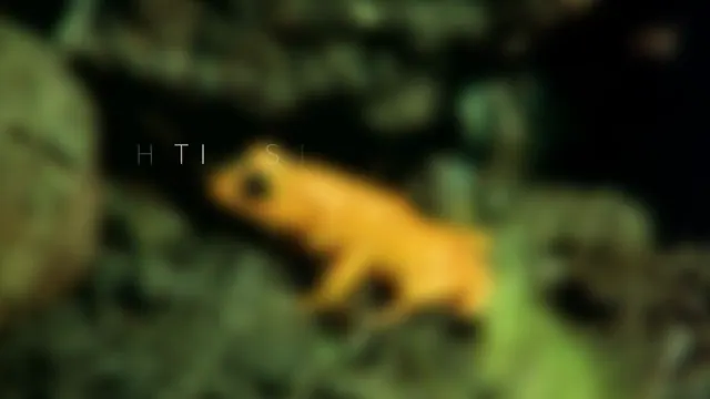 What is missing? | The Golden Toad