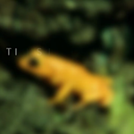 The Golden Toad