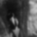 The Ivory-billed Woodpecker