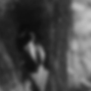 The Ivory-billed Woodpecker