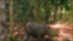 The Javan Rhinoceros