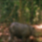 The Javan Rhinoceros