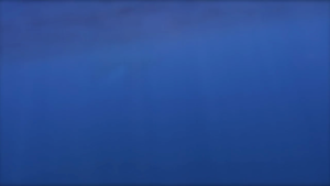 The Most Beautiful Songs of the Humpback Whales