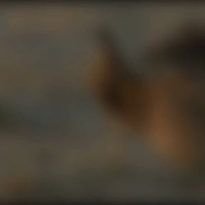 The Prairie Chickens of North America