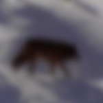 The Range of the Gray Wolf