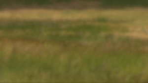 The Tallgrass Prairie