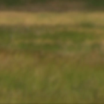 The Tallgrass Prairie