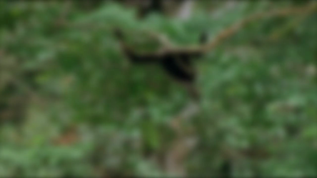 The White-handed Gibbon