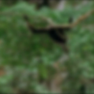 The White-handed Gibbon