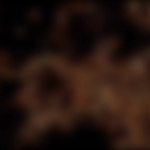 The Winter Home Of The Monarch Butterfly