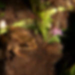 Frogs and Amphibians