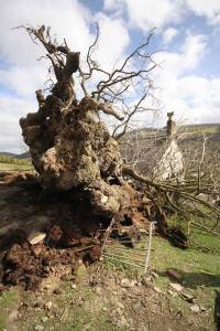 Oak Trees Falling