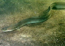 An eel's lifecycle can teach researchers how to reduce its mortality