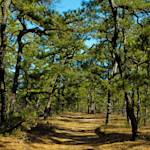 Pine Barrens