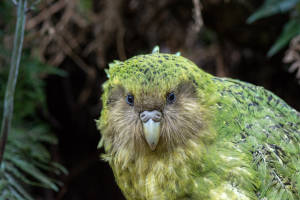 Back from the Brink: Kākāpō