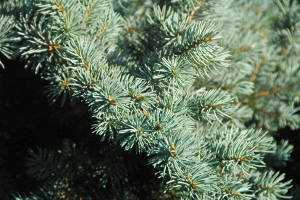 Pine/blue Spruce Trees