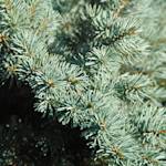 Pine/blue Spruce Trees