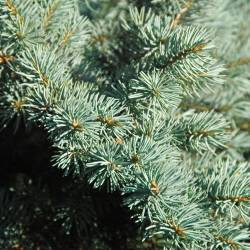 Pine/blue Spruce Trees