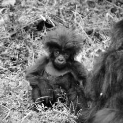 Albert National Park established as a gorilla sanctuary