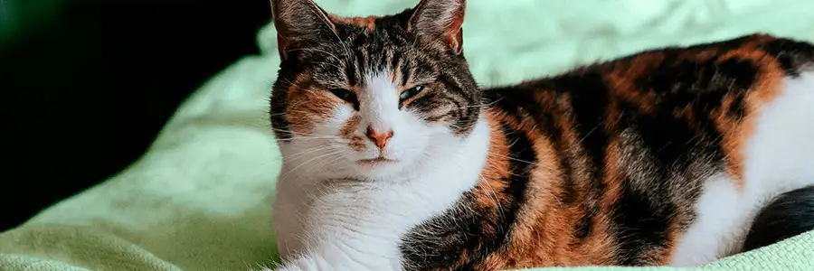 Katt på sängen. 