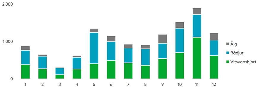 I november inträffar anmärkningsvärt många viltolyckor, särskilt med vitsvanshjort. Källa: Statistikcentralen