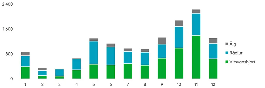 Särskilt i oktober–november inträffar många olyckor med hjortdjur, en stor del med vitsvanshjort. Källa: Statistikcentralen
