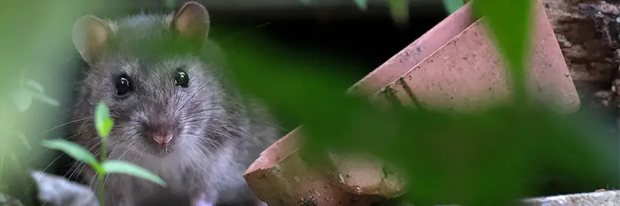 En gnagare bakom trädblad.