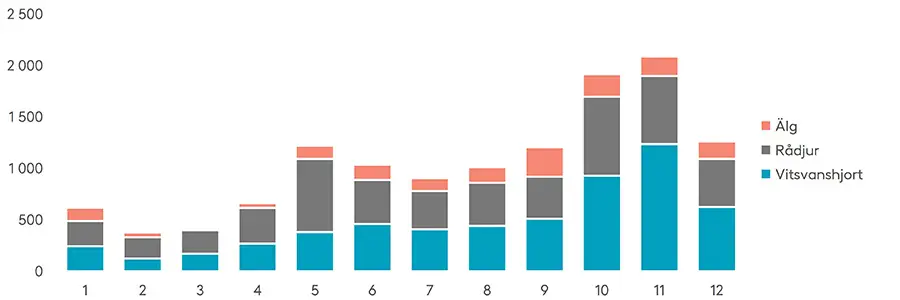 Hjortdjursolyckor inträffar särskilt i oktober–november, när djuren rör sig aktivt och väderförhållandena är besvärliga för bilister. Ungefär hälften av hjortolyckorna inträffar med vitsvanshjort. Källa: Statistikcentralen