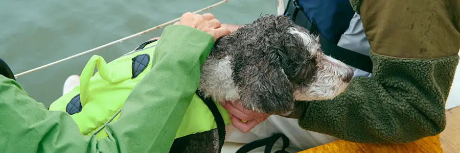 En hund med flytväst i en båt.