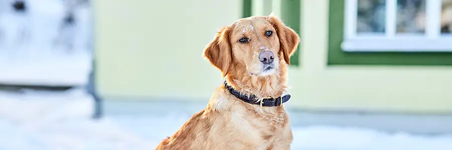 Hunden sitter i snön.