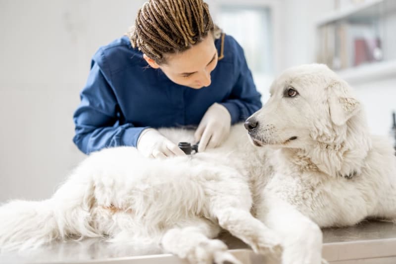 How to Avoid Common Mistakes in Veterinary Dermatology How to Avoid Common Mistakes in Veterinary Dermatology